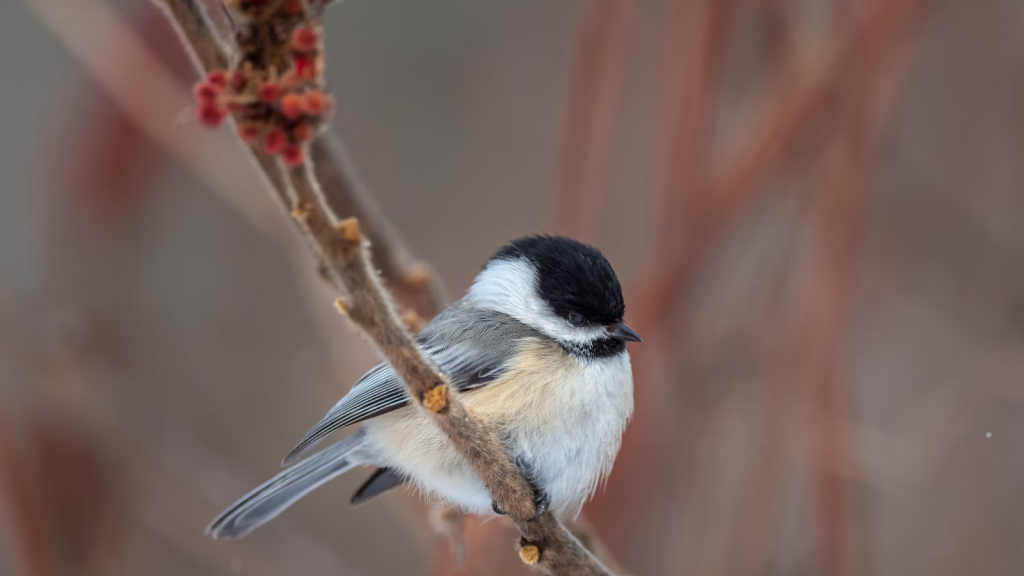 Chickadees