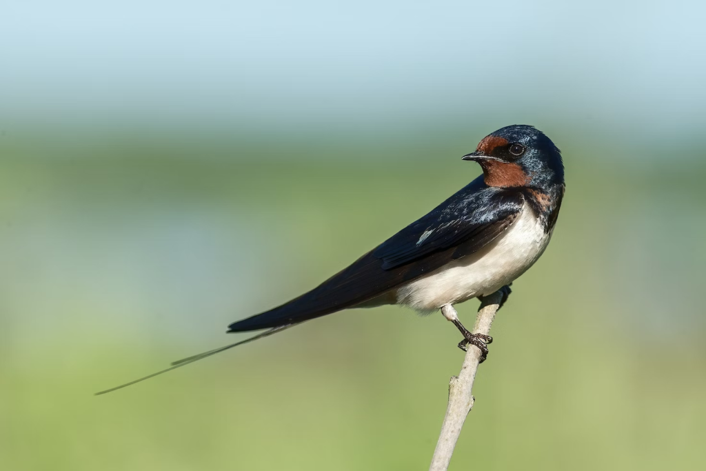 Swallows