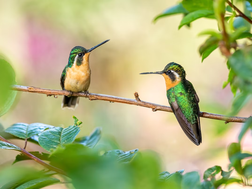 Hummingbirds