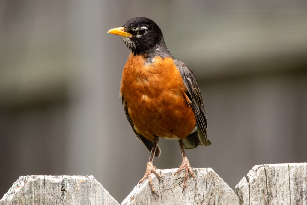 American Robins