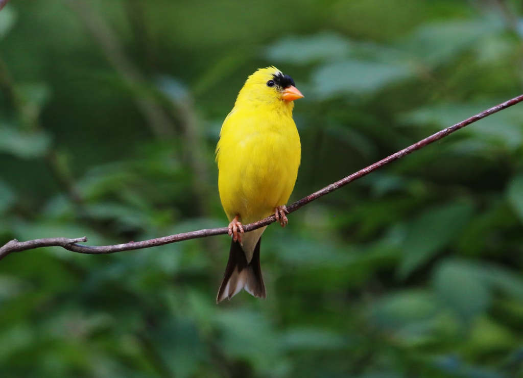 Goldfinches