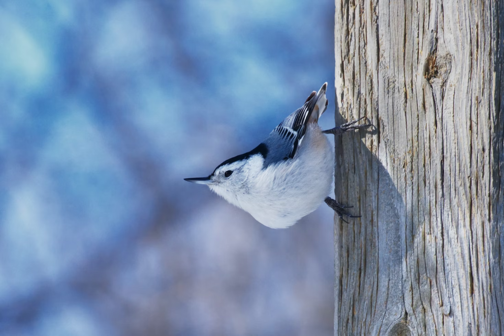 Nuthatches