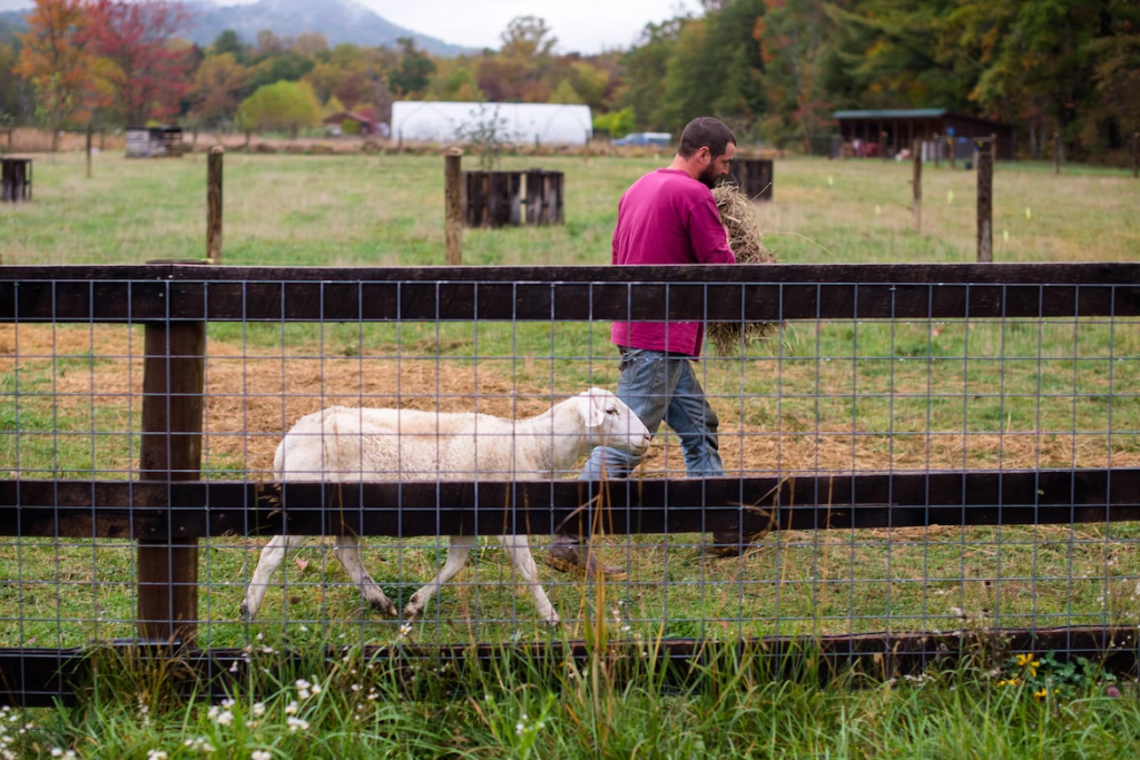 person walking beside a goat