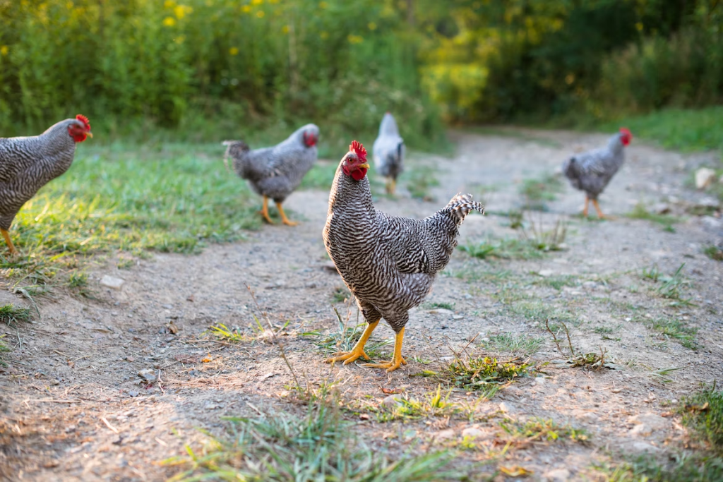 chickens roaming around