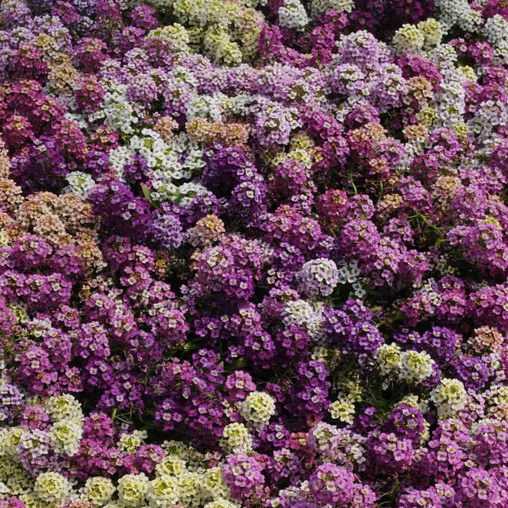 Easter Bonnet Alyssum