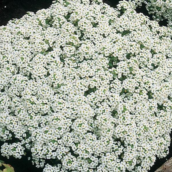 Snow Crystals Alyssum