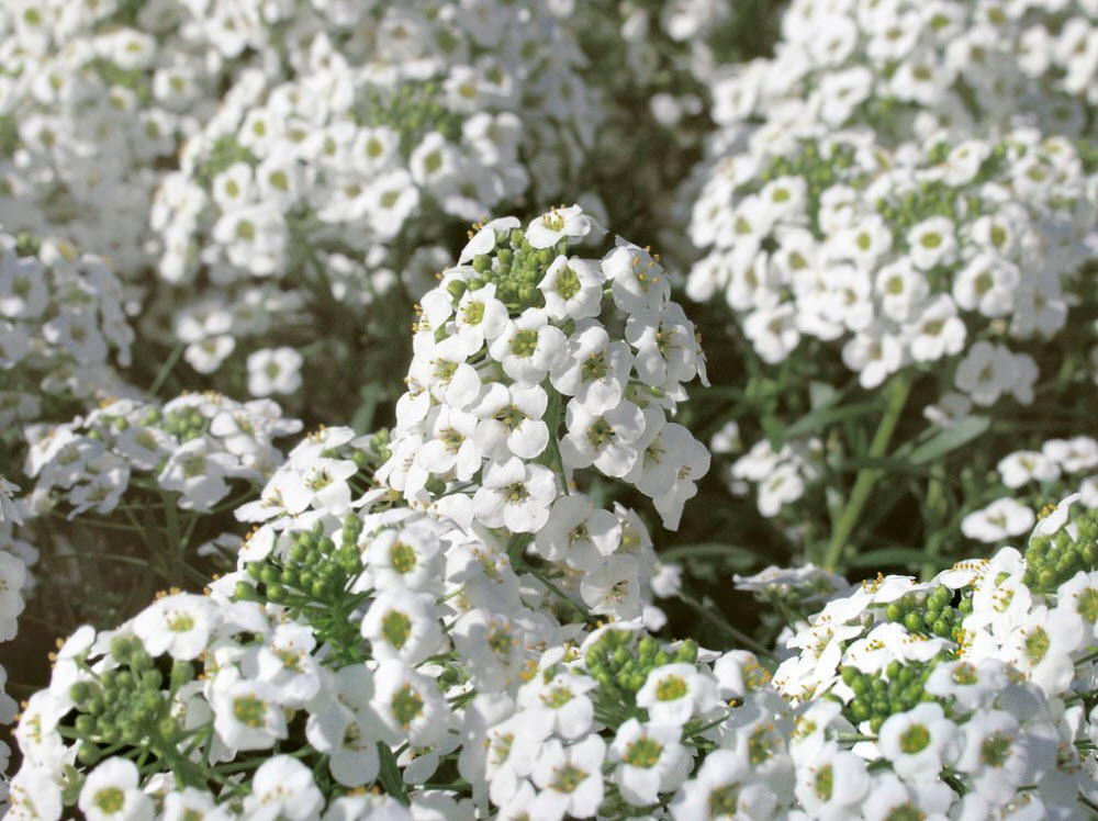 Snow Princess Alyssum