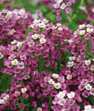 Pastel Carpet Alyssum