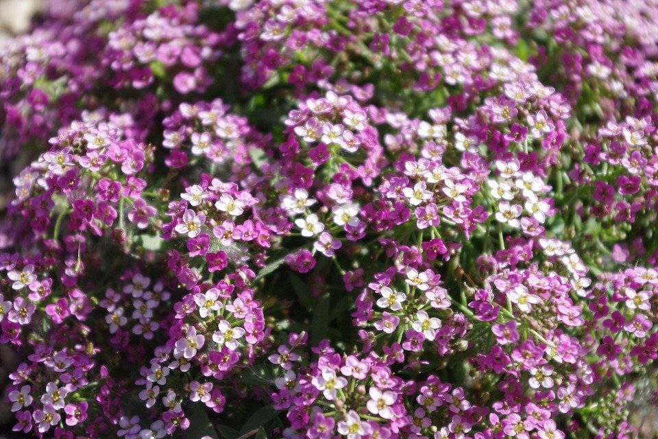 Royal Carpet Alyssum