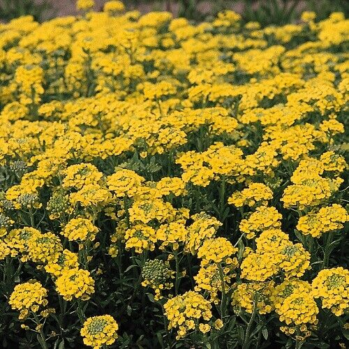 Mountain Gold Alyssum