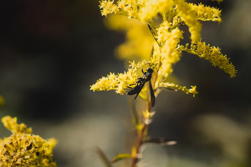 yellow flower