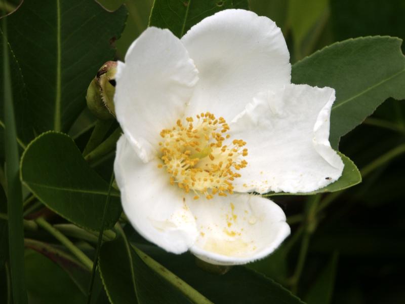 white colored flower