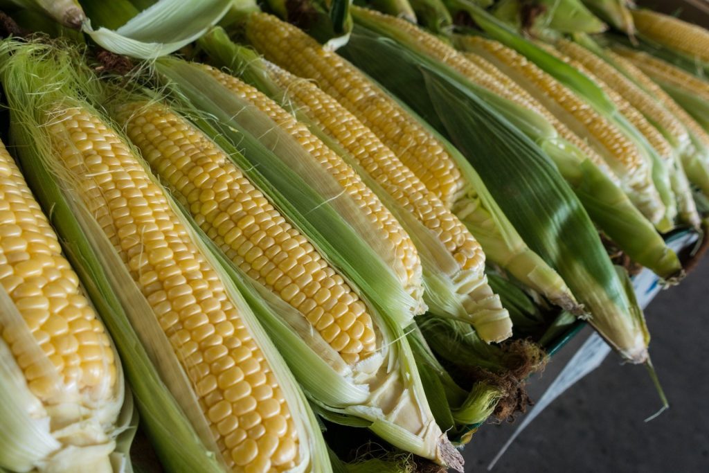 closeup photography of corns
