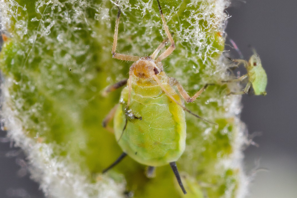 close up photo of green insects