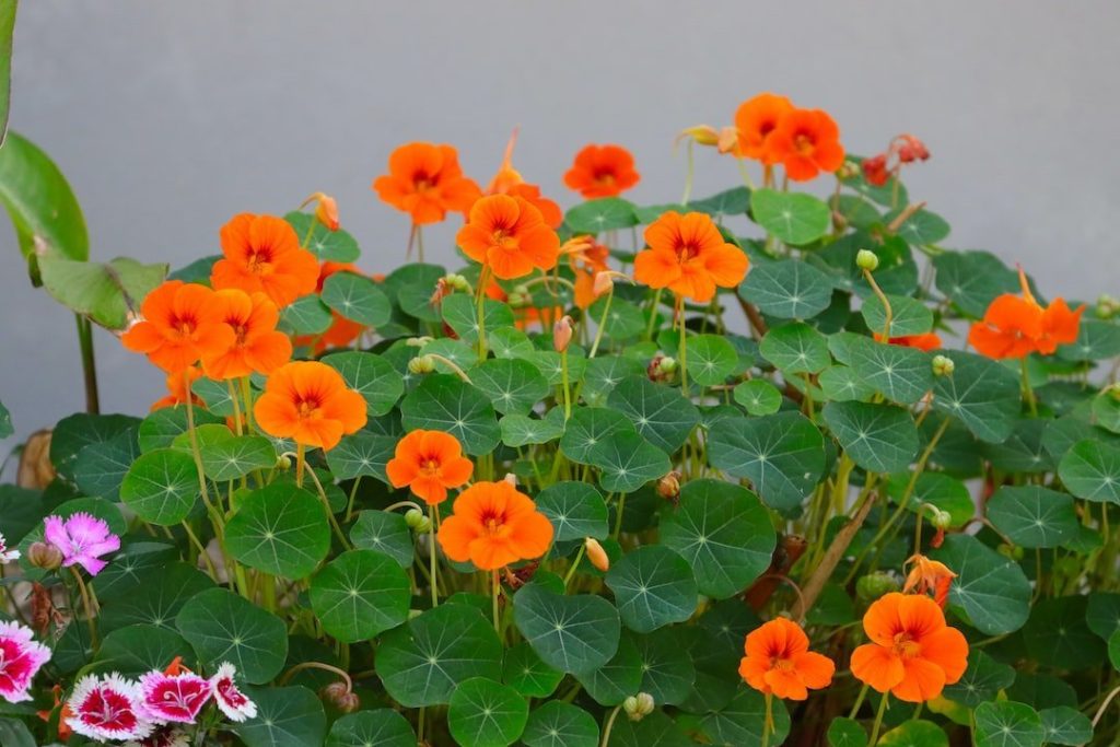 orange colored flower