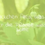 A delicate white lily of the valley plant in bloom, glockenförmige Blüten, spring forest setting, soft green leaves, shallow depth of field, botanical illustration style.