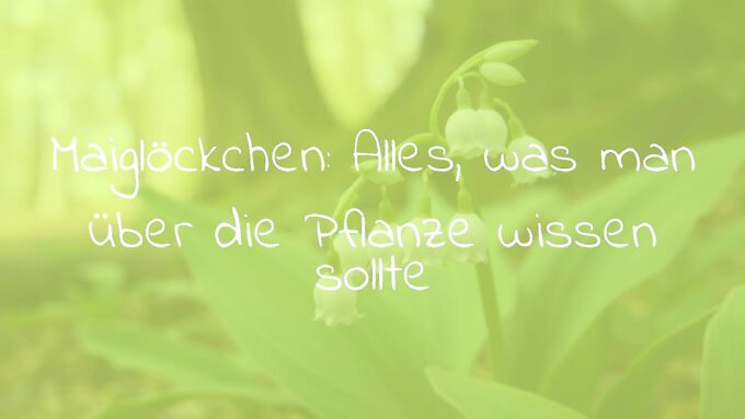 A delicate white lily of the valley plant in bloom, glockenförmige Blüten, spring forest setting, soft green leaves, shallow depth of field, botanical illustration style.