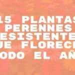 Vibrant garden full of colorful perennial flowers blooming all year, lush greenery, realistic.