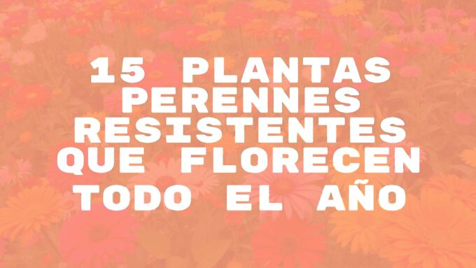 Vibrant garden full of colorful perennial flowers blooming all year, lush greenery, realistic.