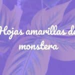 Yellow Monstera leaves with green edges, tropical plant, indoor setting, natural light, detailed close-up.