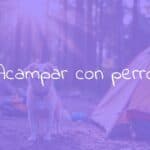 A happy dog sitting by a tent in a forest, sunlight filtering through trees, camping gear nearby, playful and adventurous vibe, realistic.