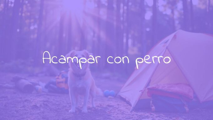 A happy dog sitting by a tent in a forest, sunlight filtering through trees, camping gear nearby, playful and adventurous vibe, realistic.