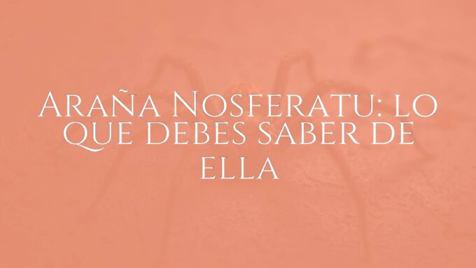 A large Zoropsis spinimana spider, known as Araña Nosferatu, on a textured surface with a dark and mysterious vibe, inspired by gothic horror aesthetics, realistic detail.