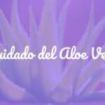 A healthy aloe vera plant in a terracotta pot, bright sunlight, realistic, close-up.