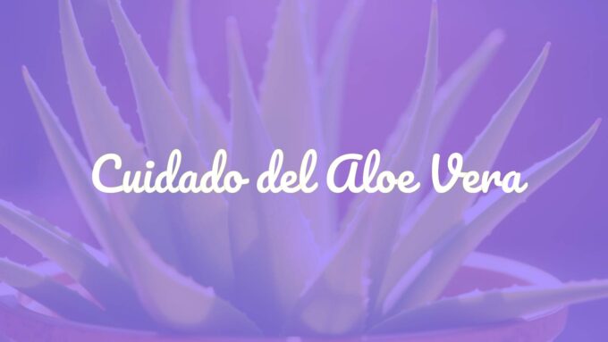 A healthy aloe vera plant in a terracotta pot, bright sunlight, realistic, close-up.