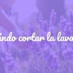 A gardener pruning a lush lavender plant with purple flowers, sunlight, garden setting, realistic.