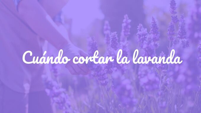 A gardener pruning a lush lavender plant with purple flowers, sunlight, garden setting, realistic.