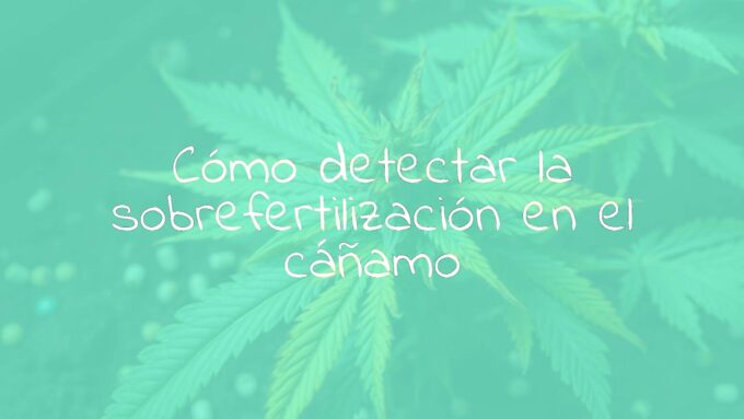 A distressed cannabis plant with yellowing leaves, nutrient burn on the tips, rich soil with scattered fertilizer pellets, focused lighting, realistic.