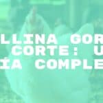 A plump broiler chicken standing in a farmyard, surrounded by feed, realistic lighting, detailed feathers, farm background.