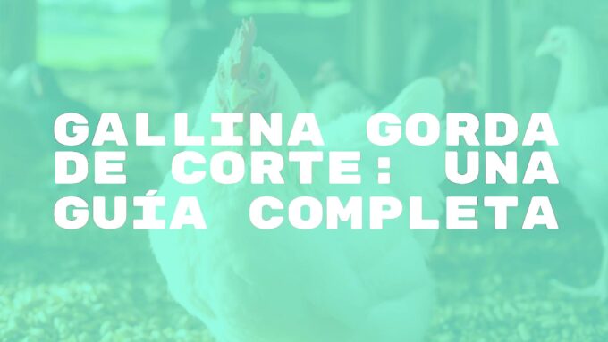 A plump broiler chicken standing in a farmyard, surrounded by feed, realistic lighting, detailed feathers, farm background.