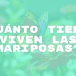 A colorful butterfly resting on a flower in a sunny garden, delicate wings, soft focus background, natural lighting, realistic.