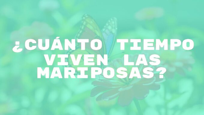 A colorful butterfly resting on a flower in a sunny garden, delicate wings, soft focus background, natural lighting, realistic.