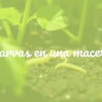 Close-up of small worm-like larvae crawling in dark, moist potting soil surrounded by healthy green plants, natural sunlight, realistic.