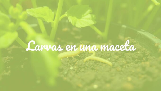 Close-up of small worm-like larvae crawling in dark, moist potting soil surrounded by healthy green plants, natural sunlight, realistic.