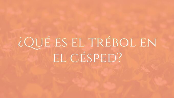 Green lawn with white clover flowers, close-up, natural light, soft focus, garden setting, realistic.