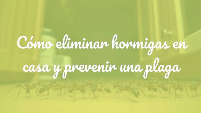 Close-up of ants marching in a kitchen, dark background, realistic tone, focus on prevention and infestation concept.