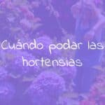 A gardener pruning hydrangea bushes, sunny garden, vibrant green leaves and colorful flowers, realistic.