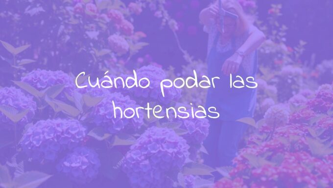 A gardener pruning hydrangea bushes, sunny garden, vibrant green leaves and colorful flowers, realistic.