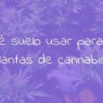 Healthy cannabis plants in nutrient-rich soil, sunlight, gardening gloves, realistic.