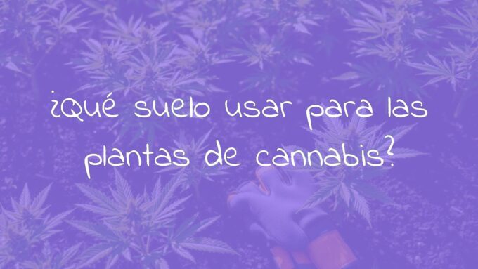 Healthy cannabis plants in nutrient-rich soil, sunlight, gardening gloves, realistic.