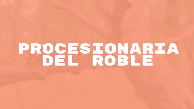 Close-up of Thaumetopoea processionea caterpillars marching in procession on an oak tree, with visible urticating hairs, natural forest background, realistic.