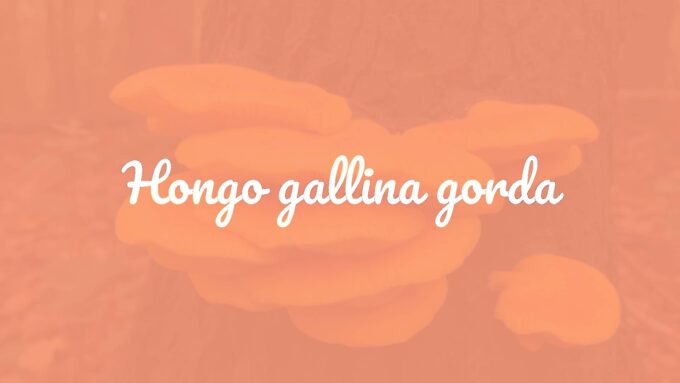 A vibrant Laetiporus sulphureus mushroom, bright yellow and orange, growing in layers on a tree trunk in a healthy forest, detailed and realistic.