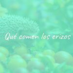 A cute hedgehog eating fresh fruits and insects in a natural, lush green garden setting, realistic and detailed.