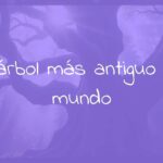 An ancient tree with thick, gnarled bark, standing tall in a misty forest, sunlight filtering through its branches, hyperrealistic.