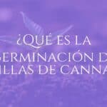 Close-up of a cannabis seed sprouting its first root and tiny leaves, moist soil background, warm lighting, realistic.