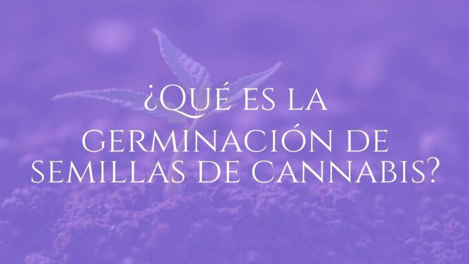 Close-up of a cannabis seed sprouting its first root and tiny leaves, moist soil background, warm lighting, realistic.